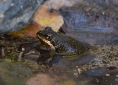 Pseudacris hypochondriaca curta