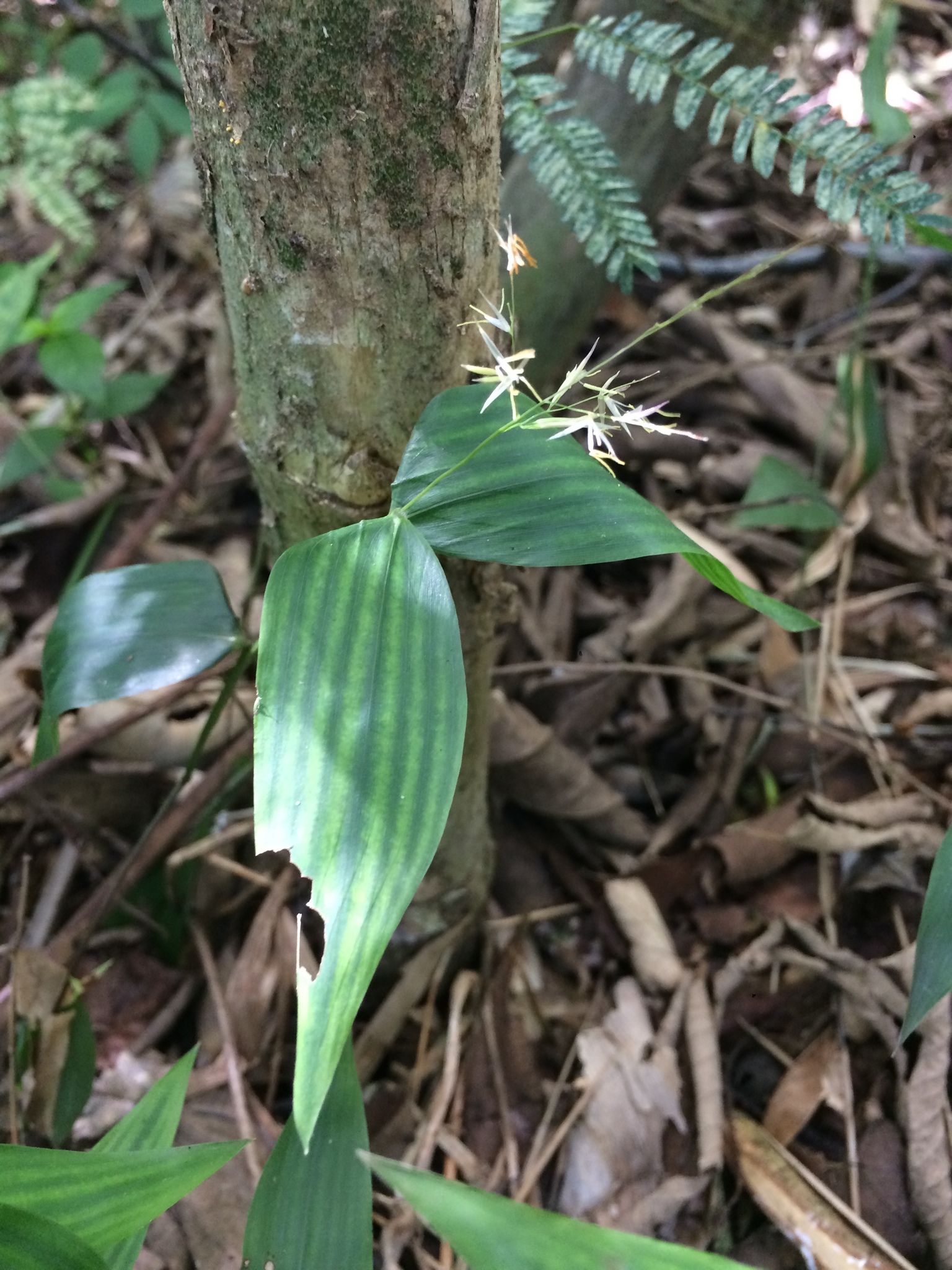 Olyra humilis