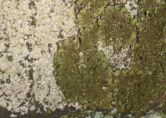 Melanelixia glabratula