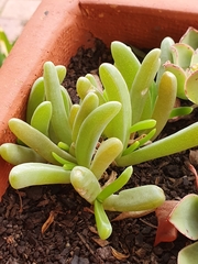 Carpobrotus modestus