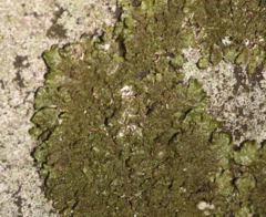 Melanelixia glabratula