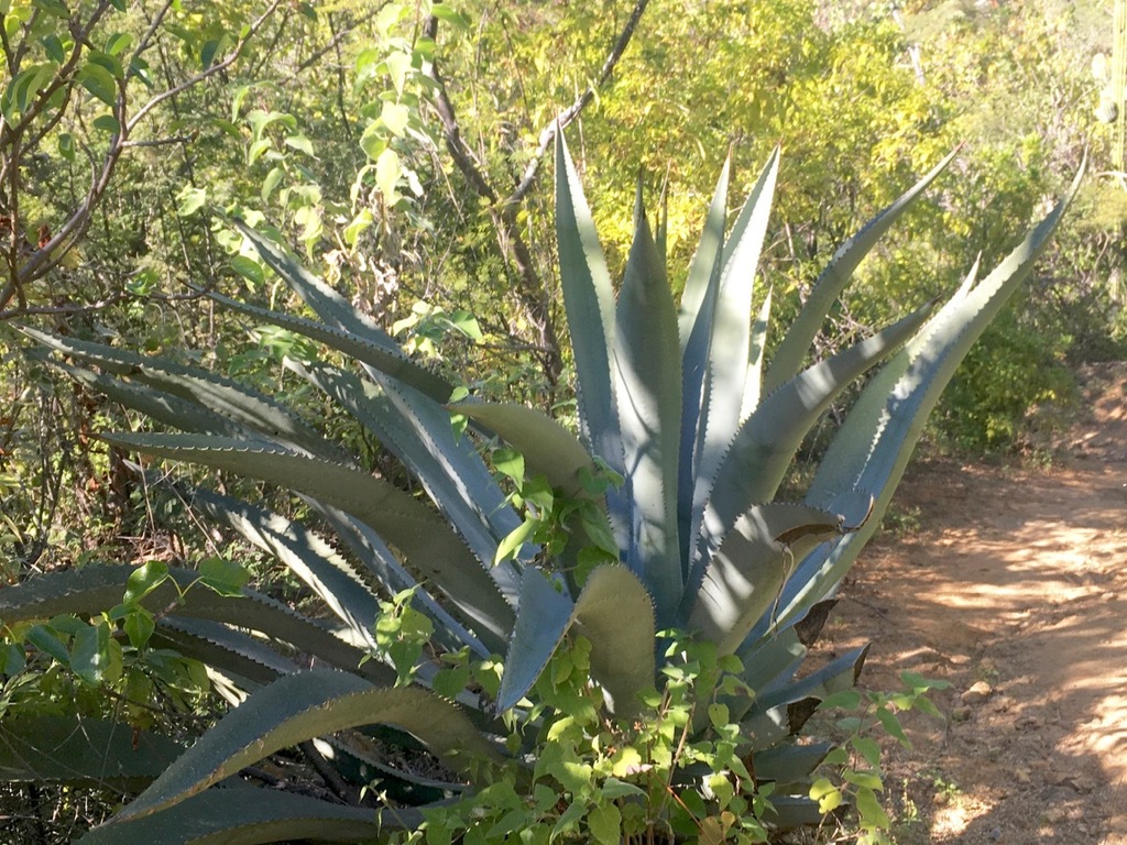 Agave aurea promontorii in January 2020 by Amelia Ryan · iNaturalist