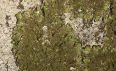 Melanelixia glabratula