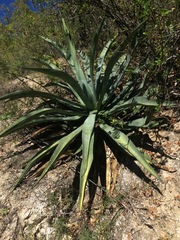 Agave aurea