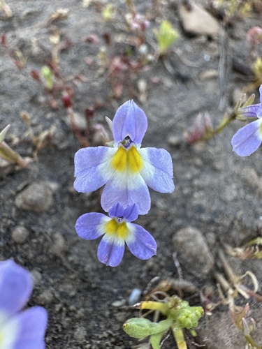 fleshy porterella (Porterella carnosula)