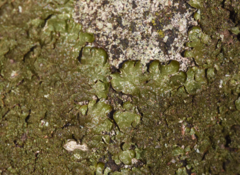 Melanelixia glabratula