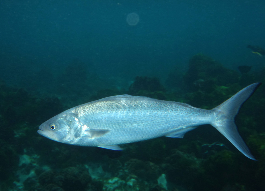 Giant Kahawai