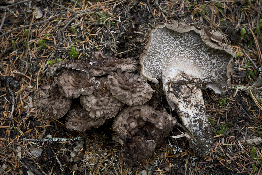 Sarcodon sp. 'imbricatus-PNW03'
