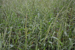 Hymenachne amplexicaulis