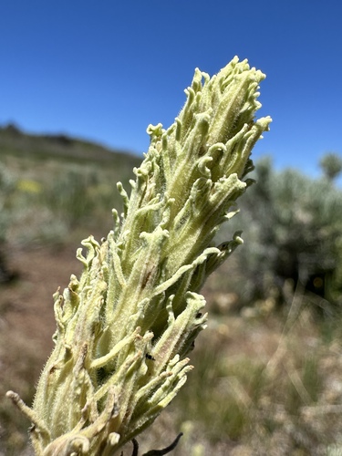 hairy paintbrush (Castilleja pilosa)