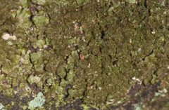 Melanelixia glabratula