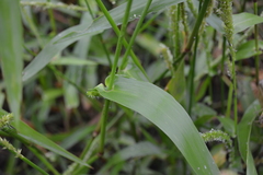 Hymenachne amplexicaulis