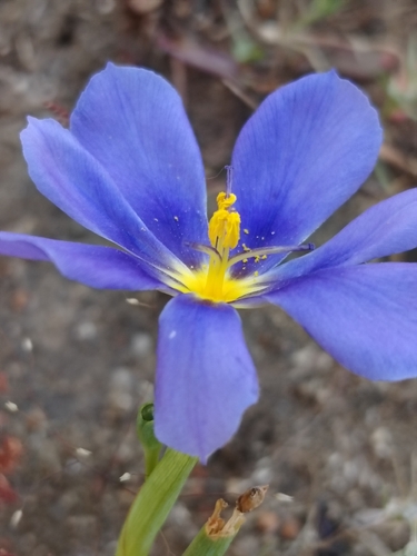 Tahay (Calydorea xiphioides)