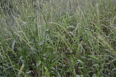 Hymenachne amplexicaulis