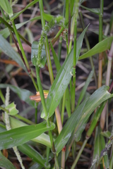 Hymenachne amplexicaulis