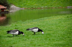 Branta leucopsis