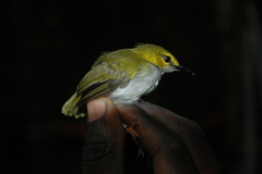 Camaroptera superciliaris