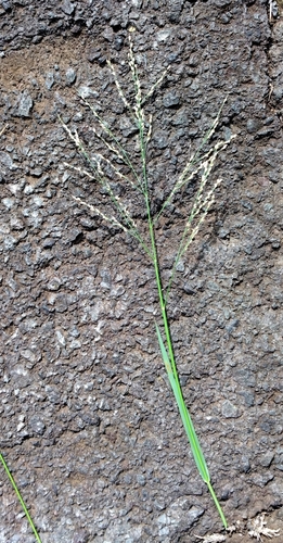 Panicum repens observed 2025-12-07