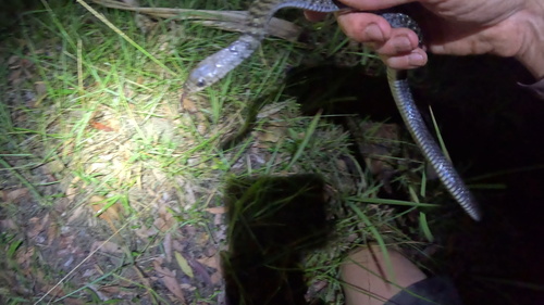 Common keelback sighting