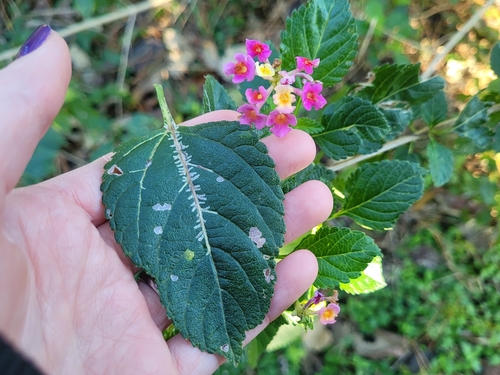 Unknown species found near Houston, TX 77070, USA