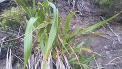 Phormium cookianum