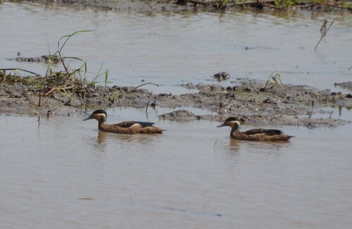 iNaturalist: (c) malacochersus, some rights reserved (CC BY-NC) iNaturalist image