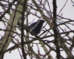 Cyanocitta stelleri