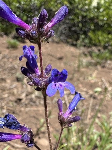 Slender Beardtongue (Penstemon gracilentus)