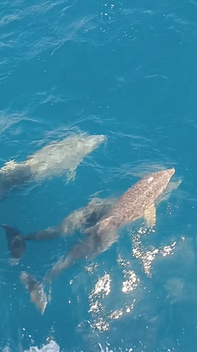 Common bottlenose dolphin