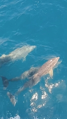 Common bottlenose dolphin