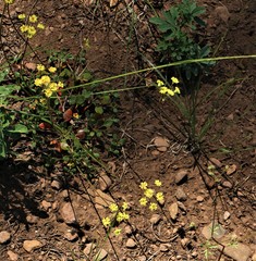 Eriogonum marifolium