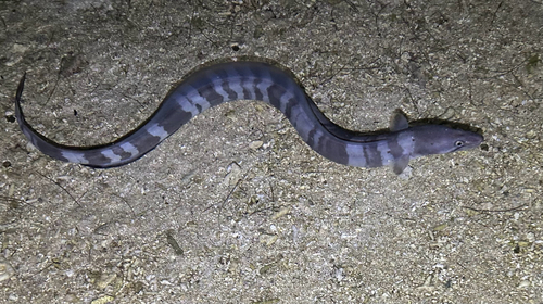 Conger cinereus observed 2025-12-09