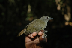Little Grey Greenbul photo 4