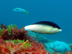 Anampses neoguinaicus
