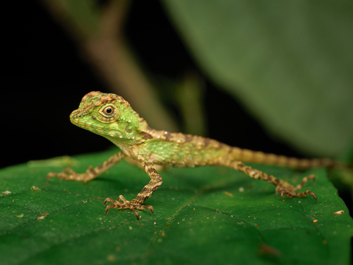 Schneider’s Tree Agama, Dendragama schneideri