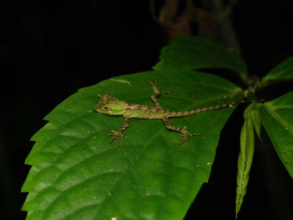 Schneider’s Tree Agama (Dendragama schneideri)
