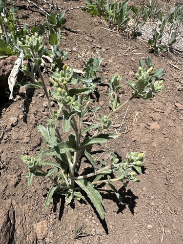 bushy blazingstar (Mentzelia dispersa)