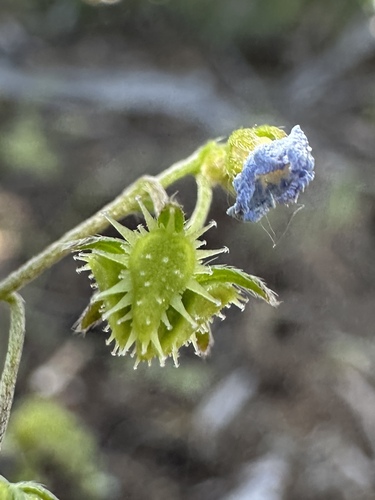 Cusick's stickseed (Hackelia cusickii)