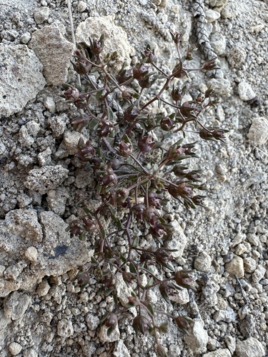 stoutstem threadplant (Nemacladus rigidus)