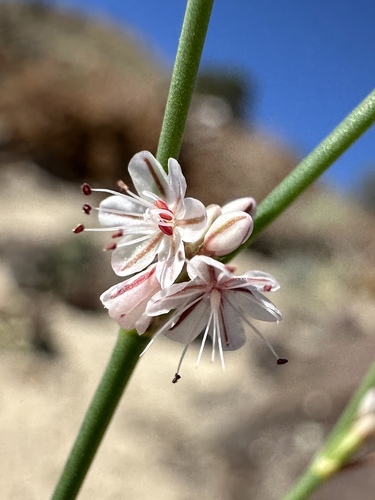 Wickerstem Buckwheat (Eriogonum vimineum)