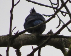 Cyanocitta stelleri