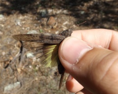 Circotettix coconino