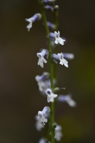 Anarrhinum laxiflorum (Anarrhinum laxiflorum)
