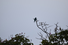 Lamprotornis acuticaudus