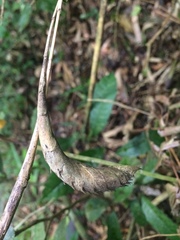 Merostachys