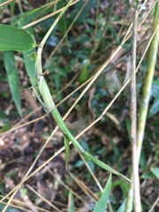 Merostachys