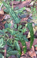 Smilax bona-nox image