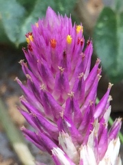 Gomphrena