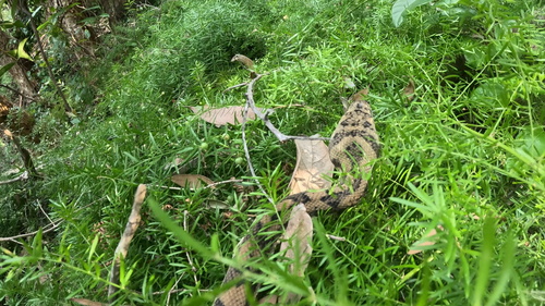 Coastal Carpet Python sighting