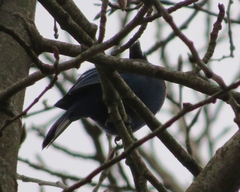 Cyanocitta stelleri
